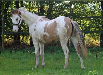 Paint Horse, Caballo castrado, 2 años, 150 cm, Overo-todas las-capas