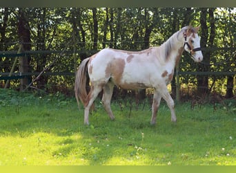 Paint Horse, Caballo castrado, 2 años, 150 cm, Overo-todas las-capas