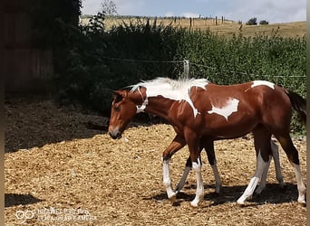 Paint Horse, Caballo castrado, 2 años, 150 cm, Pío