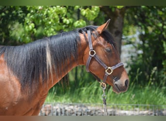 Paint Horse, Caballo castrado, 2 años, 150 cm, Pío