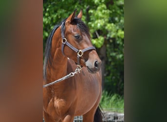 Paint Horse, Caballo castrado, 2 años, 150 cm, Pío