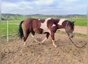 Paint Horse, Caballo castrado, 2 años, 150 cm, Tobiano-todas las-capas