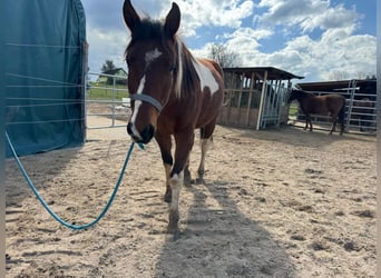 Paint Horse, Caballo castrado, 2 años, 150 cm, Tobiano-todas las-capas