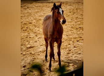 Paint Horse, Caballo castrado, 2 años, 152 cm, Castaño
