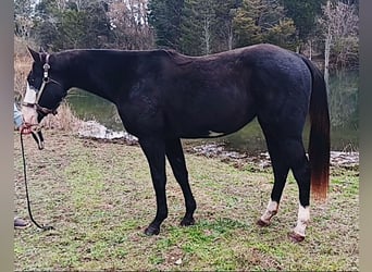 Paint Horse, Caballo castrado, 2 años, 152 cm, Negro