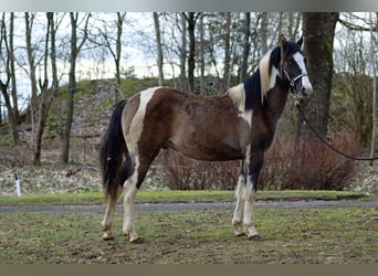 Paint Horse, Caballo castrado, 2 años, 153 cm, Grullo