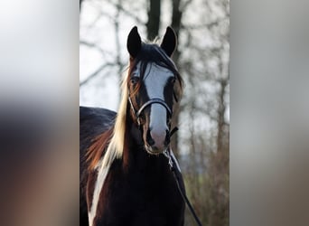 Paint Horse, Caballo castrado, 2 años, 153 cm, Tobiano-todas las-capas