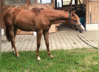 Paint Horse, Caballo castrado, 2 años, 155 cm, Alazán-tostado
