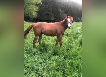 Paint Horse, Caballo castrado, 2 años, 155 cm, Alazán