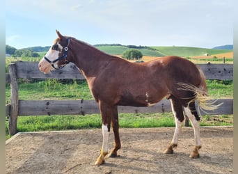 Paint Horse, Caballo castrado, 2 años, 155 cm, Overo-todas las-capas