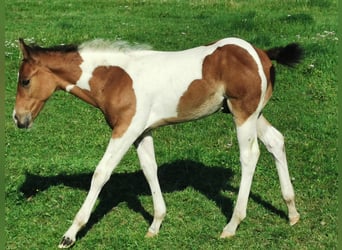 Paint Horse, Caballo castrado, 2 años, 155 cm, Overo-todas las-capas