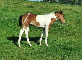 Paint Horse, Caballo castrado, 2 años, 155 cm, Overo-todas las-capas