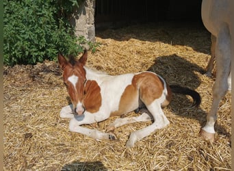 Paint Horse, Caballo castrado, 2 años, 155 cm, Overo-todas las-capas