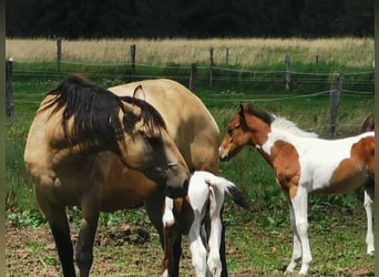 Paint Horse, Caballo castrado, 2 años, 155 cm, Overo-todas las-capas