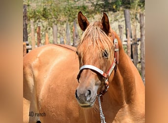 Paint Horse, Caballo castrado, 2 años, 155 cm, Red Dun/Cervuno