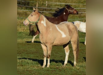 Paint Horse, Caballo castrado, 2 años, 156 cm, Champán