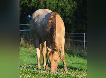 Paint Horse, Caballo castrado, 2 años, 156 cm, Champán