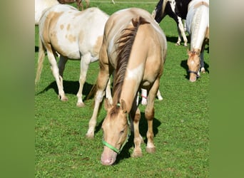 Paint Horse, Caballo castrado, 2 años, 156 cm, Champán