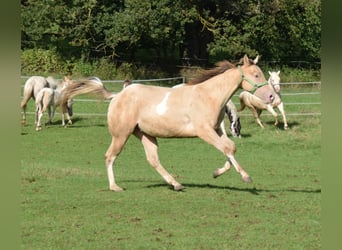 Paint Horse, Caballo castrado, 2 años, 156 cm, Champán