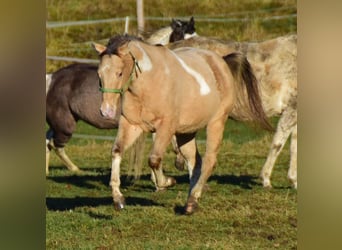 Paint Horse, Caballo castrado, 2 años, 156 cm, Champán