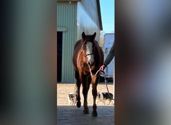 Paint Horse, Caballo castrado, 2 años, 156 cm, Overo-todas las-capas