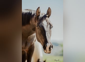 Paint Horse, Caballo castrado, 2 años, Negro