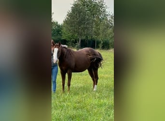 Paint Horse, Caballo castrado, 3 años, 145 cm, Alazán