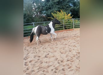 Paint Horse, Caballo castrado, 3 años, 145 cm, Grullo