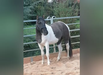 Paint Horse, Caballo castrado, 3 años, 145 cm, Grullo