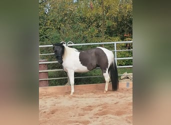 Paint Horse, Caballo castrado, 3 años, 145 cm, Grullo