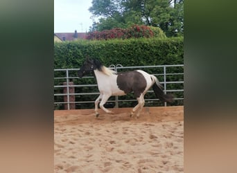 Paint Horse, Caballo castrado, 3 años, 145 cm, Grullo