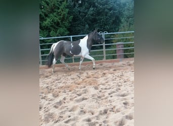 Paint Horse, Caballo castrado, 3 años, 145 cm, Grullo