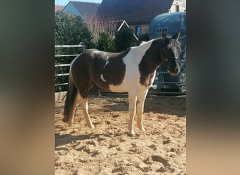 Paint Horse, Caballo castrado, 3 años, 145 cm, Grullo