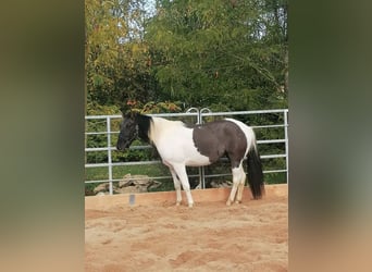 Paint Horse, Caballo castrado, 3 años, 145 cm, Grullo