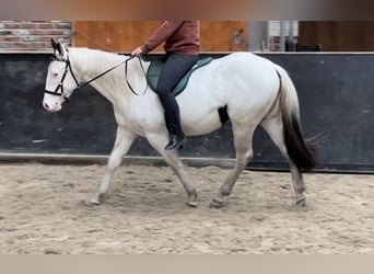 Paint Horse, Caballo castrado, 3 años, 145 cm, Tobiano-todas las-capas