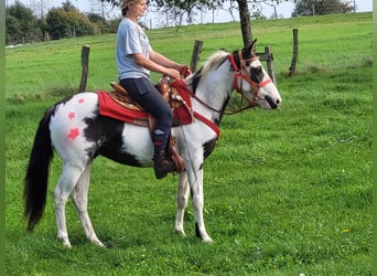 Paint Horse, Caballo castrado, 3 años, 146 cm, Pío