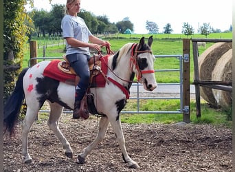 Paint Horse, Caballo castrado, 3 años, 146 cm, Pío