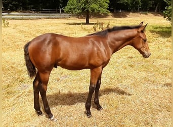 Paint Horse, Caballo castrado, 3 años, 150 cm, Castaño
