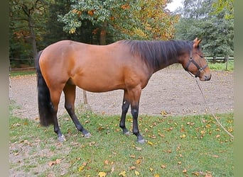 Paint Horse, Caballo castrado, 3 años, 150 cm, Castaño