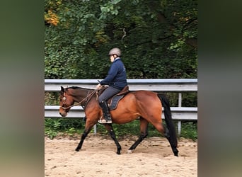 Paint Horse, Caballo castrado, 3 años, 150 cm, Castaño