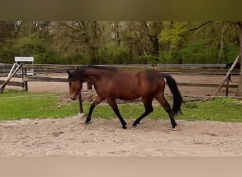 Paint Horse, Caballo castrado, 3 años, 150 cm, Castaño