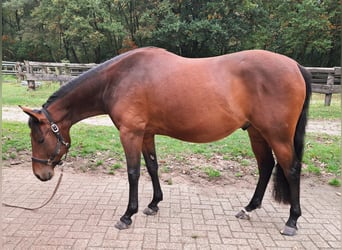 Paint Horse, Caballo castrado, 3 años, 150 cm, Castaño