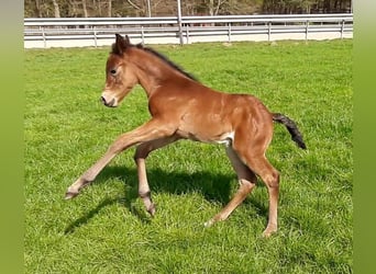 Paint Horse, Caballo castrado, 3 años, 150 cm, Castaño
