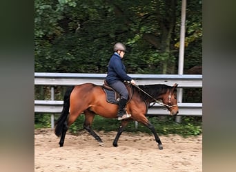 Paint Horse, Caballo castrado, 3 años, 150 cm, Castaño
