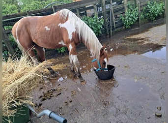 Paint Horse, Caballo castrado, 3 años, 150 cm, Overo-todas las-capas