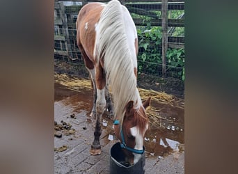 Paint Horse, Caballo castrado, 3 años, 150 cm, Overo-todas las-capas