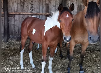 Paint Horse, Caballo castrado, 3 años, 150 cm, Pío