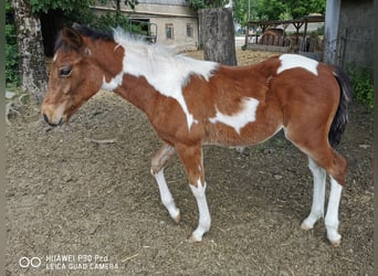 Paint Horse, Caballo castrado, 3 años, 150 cm, Pío