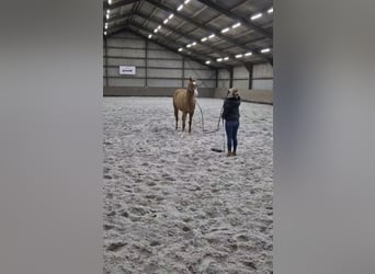 Paint Horse, Caballo castrado, 3 años, 150 cm, Red Dun/Cervuno