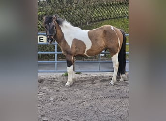 Paint Horse Mestizo, Caballo castrado, 3 años, 150 cm, Tobiano-todas las-capas